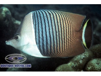 https://www.boutique-nosybe.com/7572-thickbox_default/chaetodon-mesoleucos.jpg