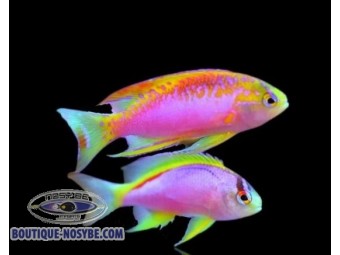 https://www.boutique-nosybe.com/7575-thickbox_default/pseudanthias-ventralis-australie.jpg
