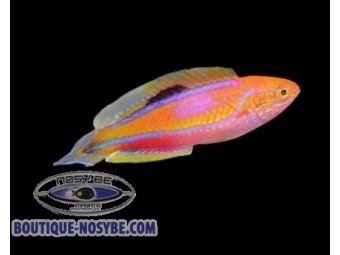 https://www.boutique-nosybe.com/7581-thickbox_default/cirrhilabrus-isosceles-mâle.jpg