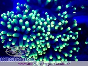https://www.boutique-nosybe.com/7586-thickbox_default/euphyllia-glabrescens-rasta.jpg