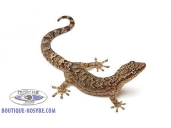 https://www.boutique-nosybe.com/7588-thickbox_default/lepidodactylus-lugubris.jpg