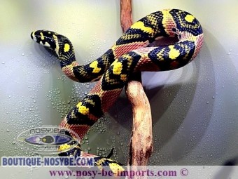 https://www.boutique-nosybe.com/7592-thickbox_default/euprepiophis-mandarinus.jpg
