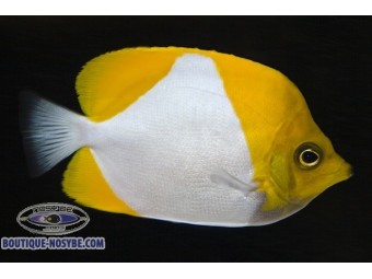 https://www.boutique-nosybe.com/7602-thickbox_default/hemitaurichthys-polylepis.jpg