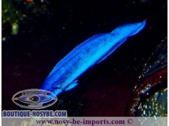 https://www.boutique-nosybe.com/7603-thickbox_default/pseudochromis-indigo.jpg