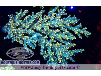 https://www.boutique-nosybe.com/7605-thickbox_default/acropora-speciosa.jpg
