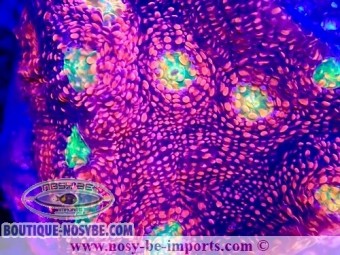 https://www.boutique-nosybe.com/7611-thickbox_default/echinophyllia-sp-jason-fox-pink-boobies.jpg