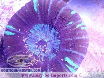 https://www.boutique-nosybe.com/7614-thickbox_default/scolymia-sp.jpg