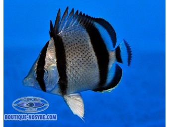 https://www.boutique-nosybe.com/7615-thickbox_default/chaetodon-humeralis.jpg