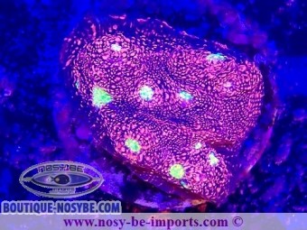 https://www.boutique-nosybe.com/7622-thickbox_default/echinophyllia-sp-wysiwyg-02052025-3.jpg
