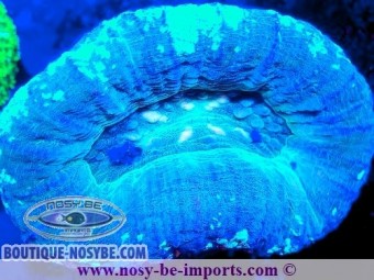 https://www.boutique-nosybe.com/7623-thickbox_default/scolymia-sp-wysiwyg-02052025-4.jpg