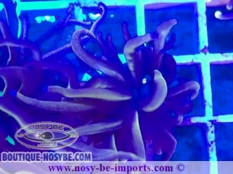 https://www.boutique-nosybe.com/7625-thickbox_default/euphyllia-glabrescens-wysiwyg-02052025-6.jpg