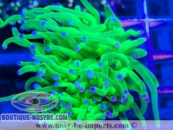 https://www.boutique-nosybe.com/7626-thickbox_default/euphyllia-glabrescens-wysiwyg-02052025-7.jpg