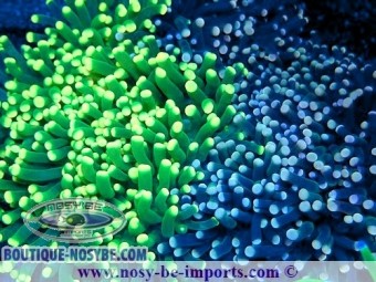 https://www.boutique-nosybe.com/7632-thickbox_default/euphyllia-cristata-wysiwyg-02052025-8.jpg