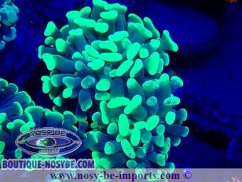 https://www.boutique-nosybe.com/7636-thickbox_default/euphyllia-paraancora-wysiwyg-03052025-1.jpg