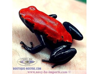 https://www.boutique-nosybe.com/7644-thickbox_default/adelphobates-galactonotus-rouge.jpg