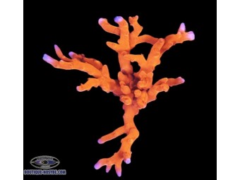 https://www.boutique-nosybe.com/7648-thickbox_default/anacropora-spinosa-jf-tnt.jpg