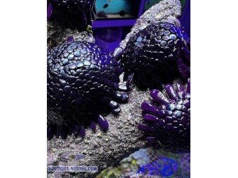 https://www.boutique-nosybe.com/7649-thickbox_default/colobocentrus-atratus.jpg