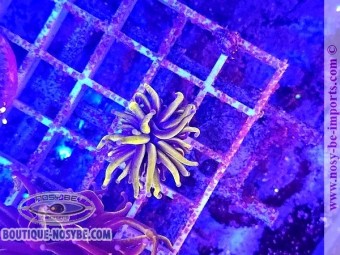 https://www.boutique-nosybe.com/7654-thickbox_default/euphyllia-glabrescens-wysiwyg-02052025-6.jpg