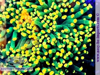 https://www.boutique-nosybe.com/7658-thickbox_default/euphyllia-cristata-wysiwyg-02052025-8.jpg