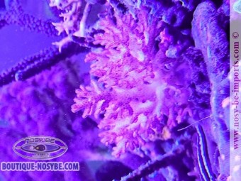 https://www.boutique-nosybe.com/7660-thickbox_default/pocillopora-damicornis-wysiwyg-23052025-1.jpg