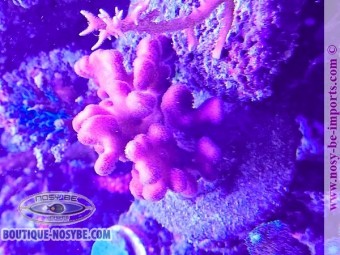 https://www.boutique-nosybe.com/7661-thickbox_default/stylophora-sp-wysiwyg-23052025-2.jpg