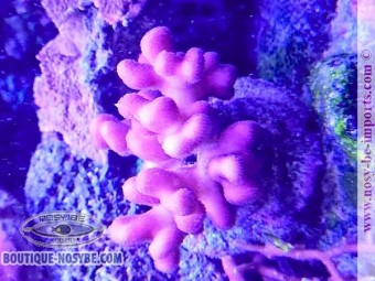https://www.boutique-nosybe.com/7662-thickbox_default/stylophora-sp-wysiwyg-23052025-3.jpg
