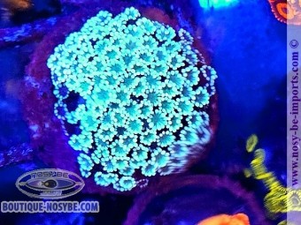 https://www.boutique-nosybe.com/7663-thickbox_default/alveopora-sp-wysiwyg-23052025-4.jpg