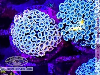 https://www.boutique-nosybe.com/7664-thickbox_default/alveopora-sp-wysiwyg-23052025-5.jpg