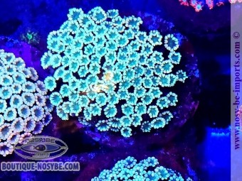 https://www.boutique-nosybe.com/7665-thickbox_default/alveopora-sp-wysiwyg-23052025-6.jpg
