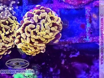 https://www.boutique-nosybe.com/7667-thickbox_default/euphyllia-paraancora-wysiwyg-23052025-8.jpg