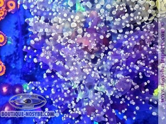 https://www.boutique-nosybe.com/7668-thickbox_default/euphyllia-divisa-wysiwyg-23052025-9.jpg