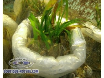 https://www.boutique-nosybe.com/7670-thickbox_default/thalassia-sp-avec-sable-vivant.jpg
