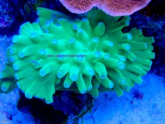 https://www.boutique-nosybe.com/7698-thickbox_default/turbinaria-heroensis.jpg