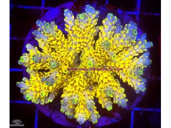 https://www.boutique-nosybe.com/7700-thickbox_default/acropora-latistella.jpg