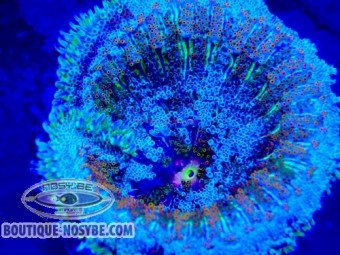 https://www.boutique-nosybe.com/7726-thickbox_default/stichodactyla-tapetum-wysiwyg-01012026-04.jpg