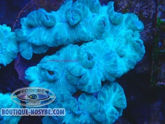 https://www.boutique-nosybe.com/7786-thickbox_default/nemenzophyllia-turbida-wysiwyg-03022026-8.jpg