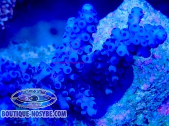 https://www.boutique-nosybe.com/7790-thickbox_default/acropora-gomezi-wysiwyg-03022026-11.jpg