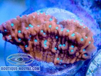 https://www.boutique-nosybe.com/7793-thickbox_default/montipora-sp-wysiwyg-03022026-14.jpg