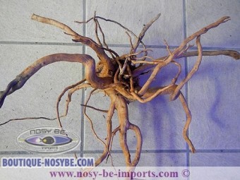 https://www.boutique-nosybe.com/7799-thickbox_default/racine-araignée-taille-xl.jpg