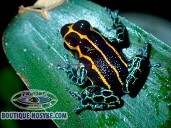 https://www.boutique-nosybe.com/7803-thickbox_default/ranitomeya-imitator-yurimaguensis.jpg