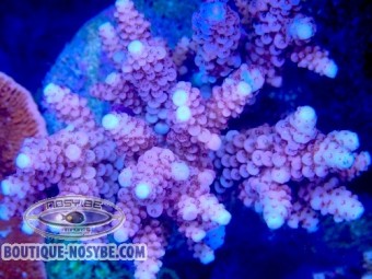https://www.boutique-nosybe.com/7822-thickbox_default/acropora-verweyi.jpg