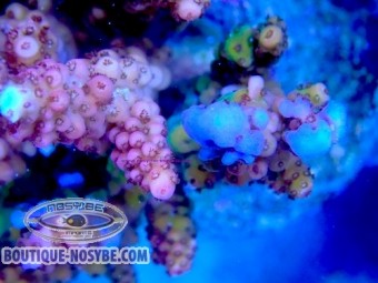 https://www.boutique-nosybe.com/7847-thickbox_default/acropora-verweyi-wysiwyg-07032026-14.jpg