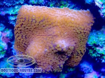 https://www.boutique-nosybe.com/7851-thickbox_default/montipora-sp-wysiwyg-07032026-16.jpg