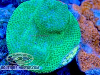 https://www.boutique-nosybe.com/7852-thickbox_default/montipora-sp-wysiwyg-07032026-17.jpg
