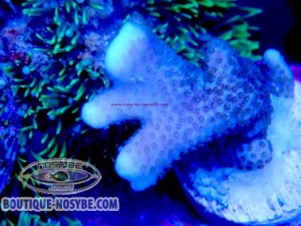 https://www.boutique-nosybe.com/7853-thickbox_default/montipora-digitata-wysiwyg-07032026-19.jpg
