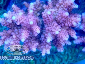 https://www.boutique-nosybe.com/7854-thickbox_default/acropora-verweyi-wysiwyg-07032026-19.jpg