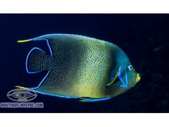 https://www.boutique-nosybe.com/7872-thickbox_default/pomacanthus-semicirculatus.jpg