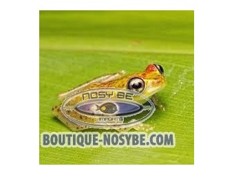 https://www.boutique-nosybe.com/7876-thickbox_default/boophis-bottae.jpg