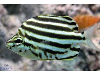 https://www.boutique-nosybe.com/7877-thickbox_default/microcanthus-strigatus.jpg