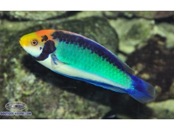 https://www.boutique-nosybe.com/7882-thickbox_default/cirrhilabrus-aquarmarinus.jpg
